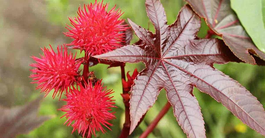 Castor Bean Planter dyrkes om sommeren i et nordligt landskab
