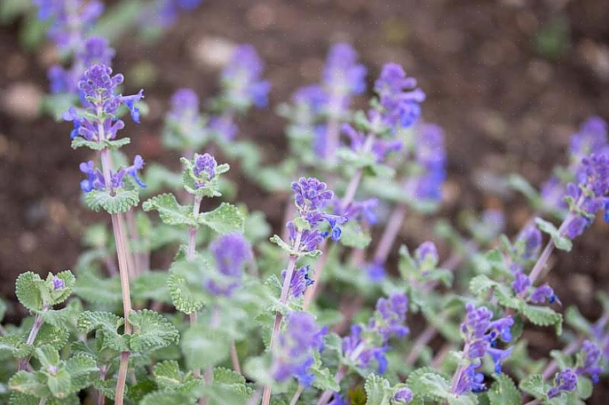 Plante-taksonomi klassificerer denne dværgkatemynteplante som Nepeta racemosa Little Titch