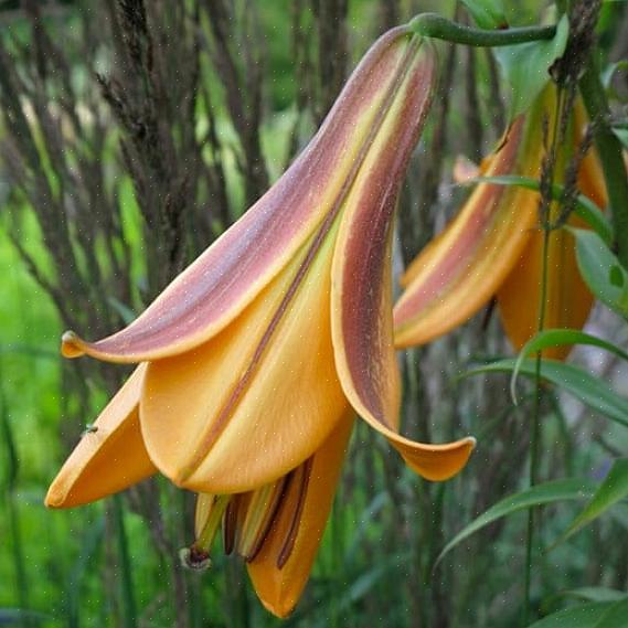 Og nogle blomster viser flere farver i hver blomst
