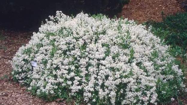 Er Deutzia gracilis 'Nikko.'