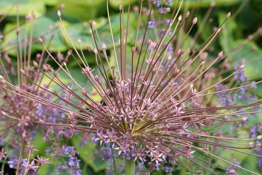 Som nævnt ovenfor vil Allium schubertii blive værdsat af dem
