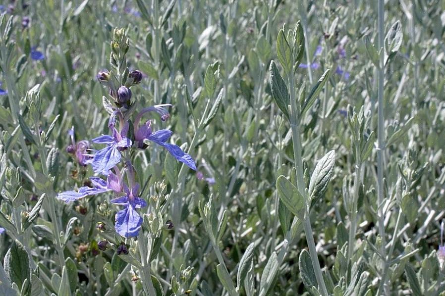 Wall germander (Teucrium chamaedrys eller skiftevis Teucrium x lucidrys) er en af de gammeldags planter