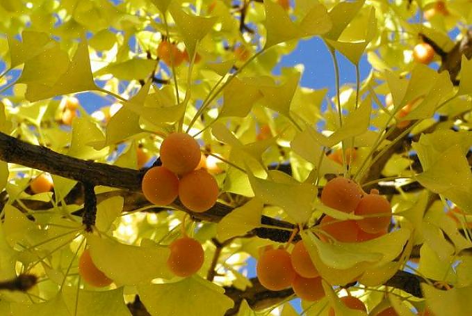 Varianter af mandlige ginkgo biloba træer