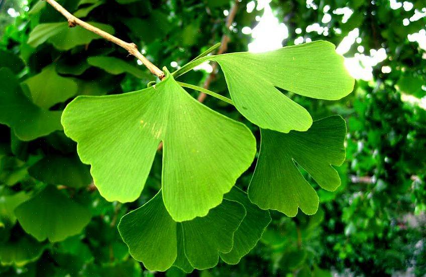 Indfødt i Kina vil ginkgo biloba træer groft sagt vokse godt i plantningszoner 4 til 9