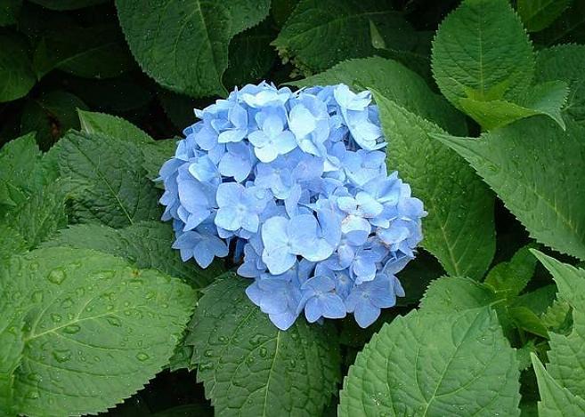 Macrophylla 'Nikko Blue' bliver højst 4-6 meter høj med en lignende spredning