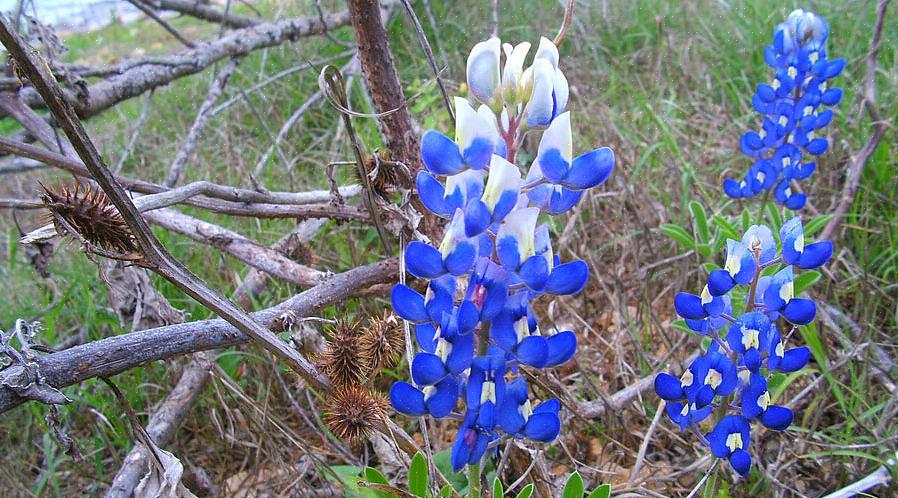 Blå lupin er kun en slags lupin