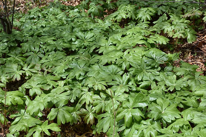 Studenten af Mayapple-planter opdager en vis variation i bladene fra plante til plante