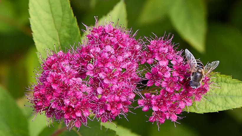 Men du vil ofte se Spiraea x bumalda Neon Flash brugt også som dets botaniske navn