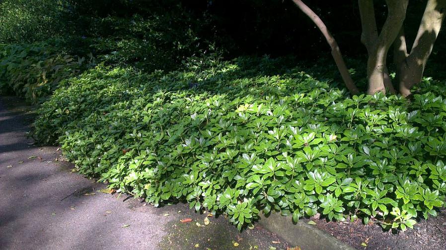 Plante-taksonomi klassificerer japansk pachysandra