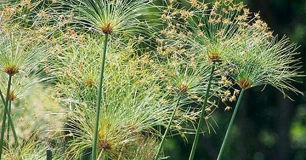 Papyrus-planten fungerer godt som omdrejningspunktet for et arrangement af forskellige vandplanter