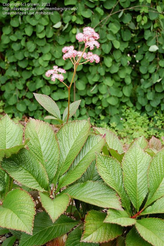 Vil du nyde Rodgers blomster som sommerfuglmagneter