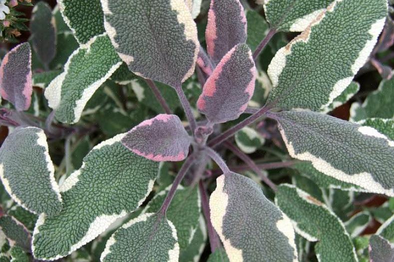 Planteaksonomi klassificerer Tricolor salvieplanter som Salvia officinalis 'Tricolor.'