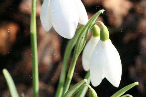 Er snedråber (Galanthus nivalis) en af de første af alle forårsblomster
