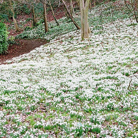 Plante-taksonomi klassificerer almindelige snedråber som Galanthus nivalis