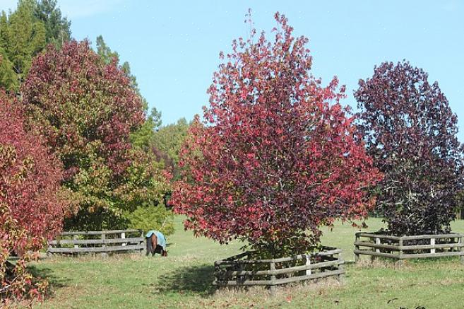 Europæiske sweetgum er løvfældende træer