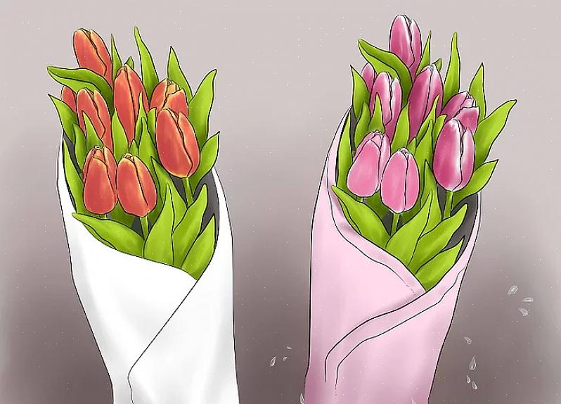 Tulipaner