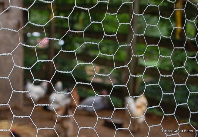De afbildede krokusplanter er små nok til at dukke op lige gennem hullerne i kyllingetråden