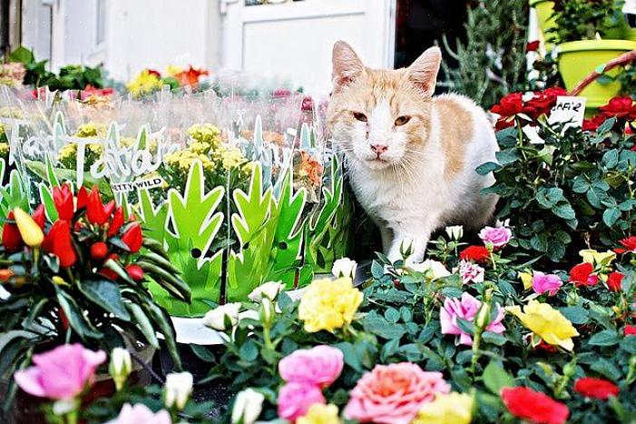 Men snarere en lokke til at give katte et nyt sted at grave