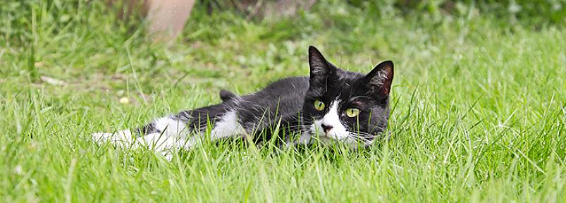 Selvom det kan være frustrerende at have uvelkomne katte