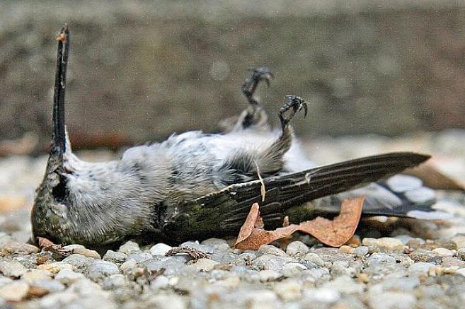 Og brug den korrekte kolibri-nektaropskrift for at give passende ernæring til kolibrier i baghaven