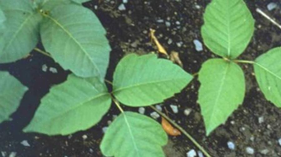 Rhus diversilobum ligner mere giftig vedbend