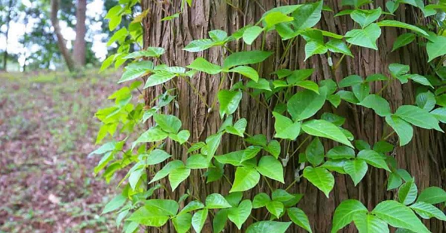 Som de fleste mennesker får fra Poison Ivy