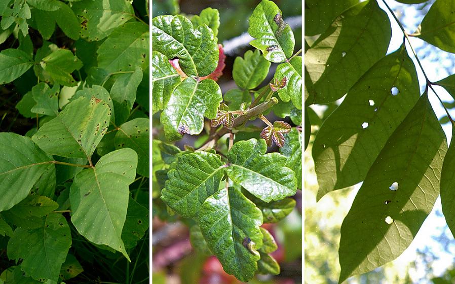 Kan bruges til at fjerne gifteg og gift sumac