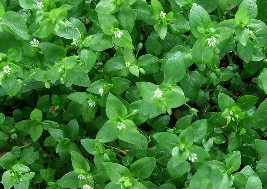 De knuste blade af bredbladet eller "almindelig" plantain (Plantago major) kan bruges som en salve