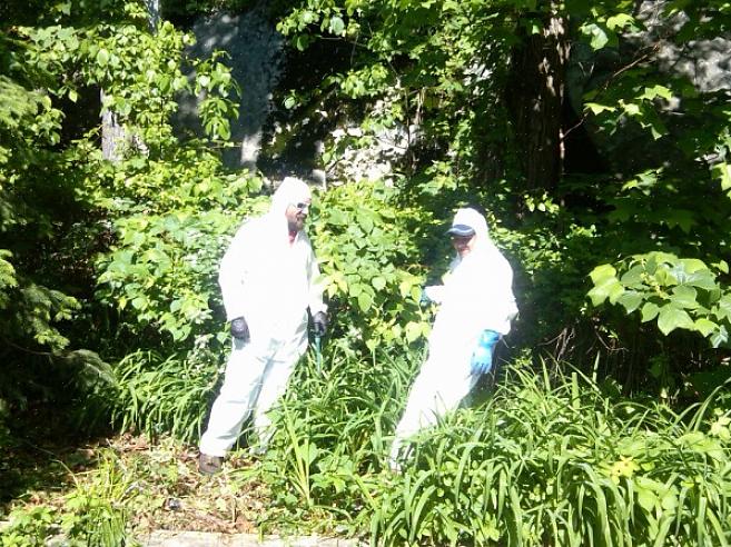 Den bedste sæson for at fjerne Poison Ivy er om foråret