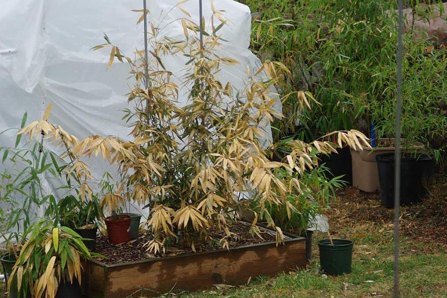 Prøv at vandre planter sparsomt i det tidlige efterår