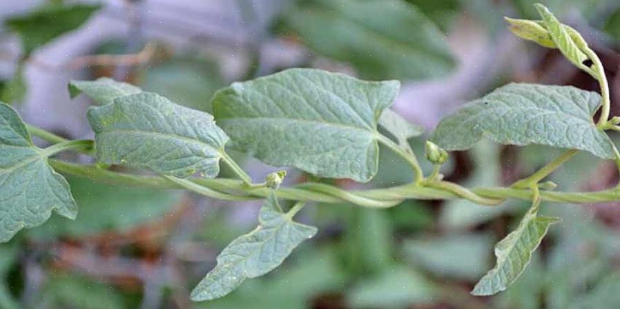 Bindweed trives i åben