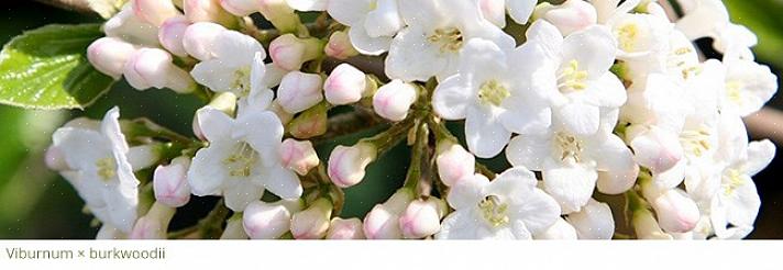De tidligste forårsblomster beundres med rette for deres aktualitet
