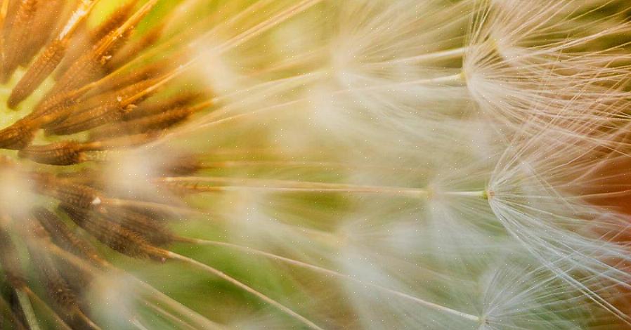 De løvfældende bredbladede træer