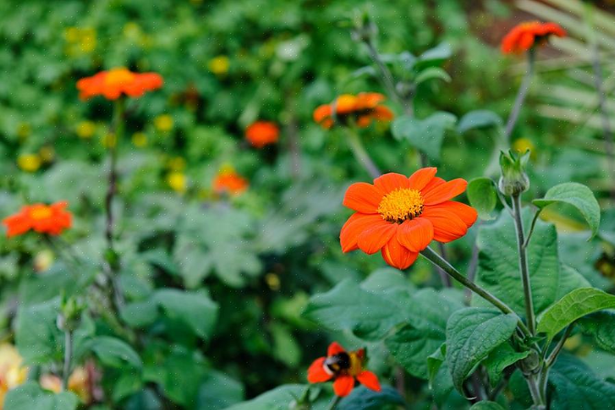 Lad os nu se på de bedste buske med røde blomster eller orange blomster