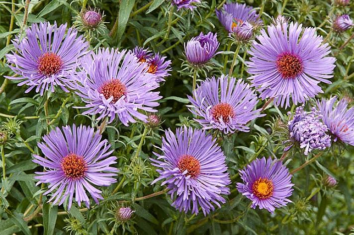 New England-asters (Symphyotrichum novae-angliae) kan være den mest berømte type aster