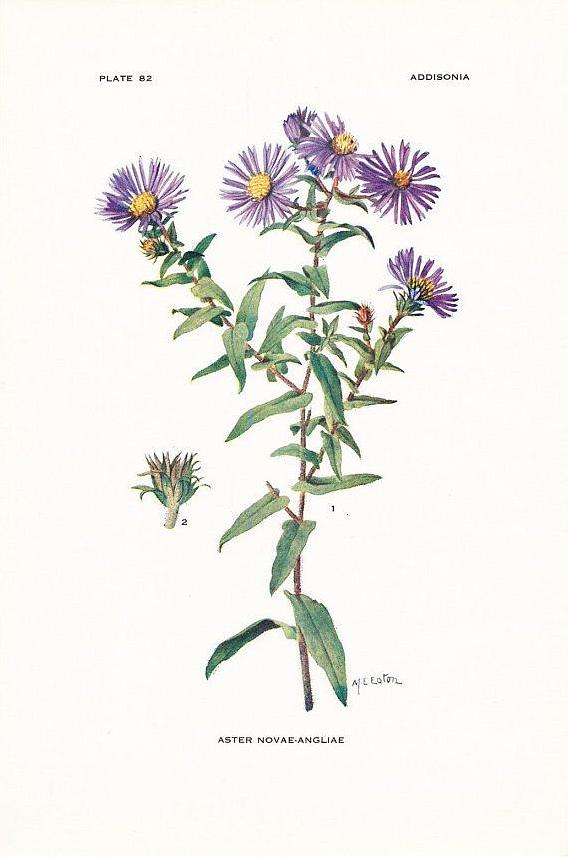 Dyrk New England-asterplanter i USDA-planthårdhedszoner 4-8