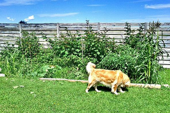 At forhindre andre folks hunde i at komme ind i din have kan betyde
