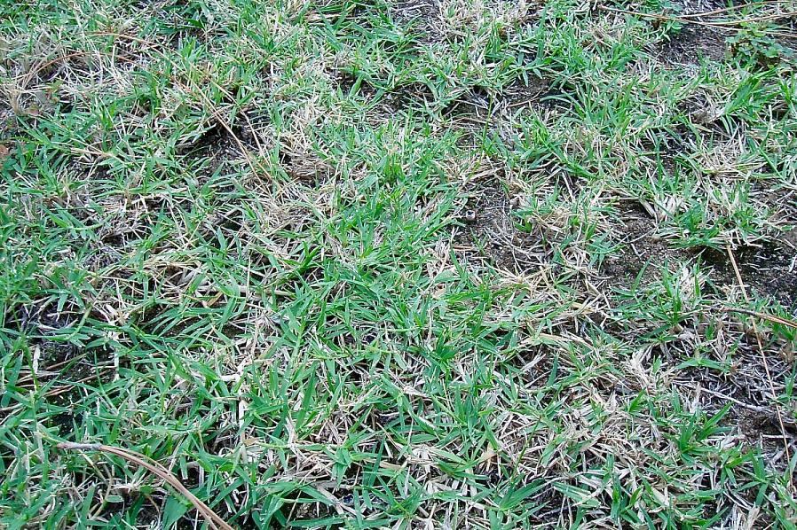 Den bedste måde at gøre dette på er at vande området omkring plasteret med crabgrass meget grundigt