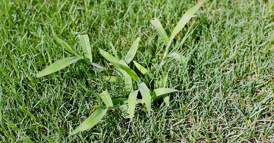 Glat crabgrass og behåret crabgrass