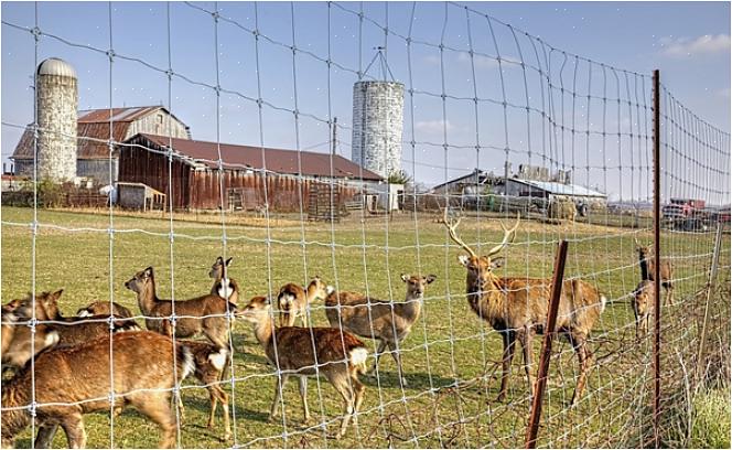 Afhængigt af produktet drives hjorte væk