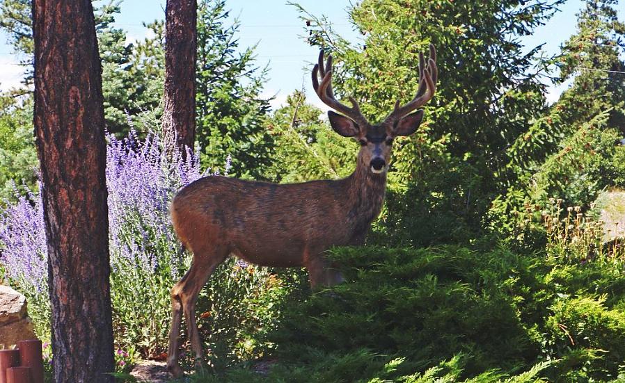 Der skal sammensættes specifikt af hjortebestandige planter