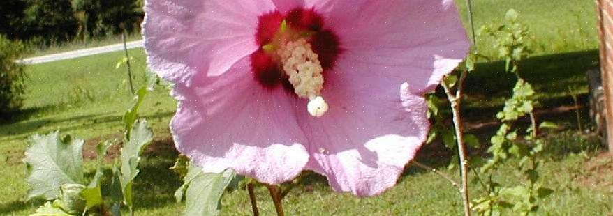 Med rose af Sharon er frøene indeholdt i små frøbælg
