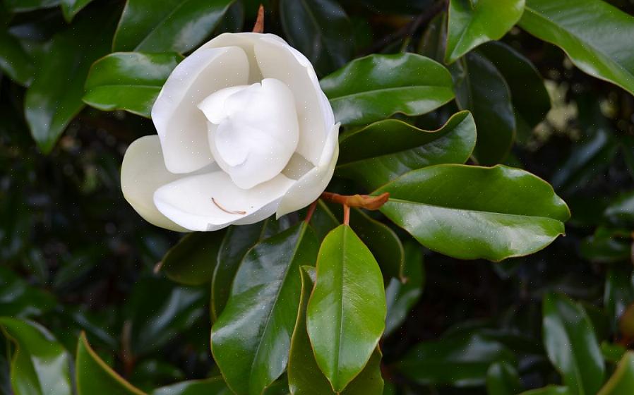 "Hvorfor har jeg brune blade på mine magnoliatræer?"