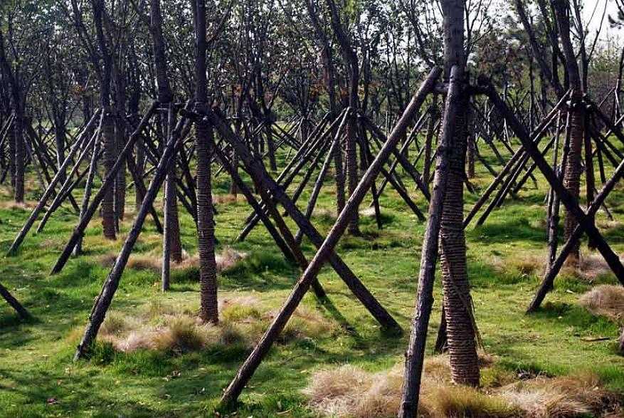 Det er almindeligt at lægge unge træer oprejst straks efter plantning