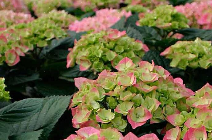 Mange typer azalea buske har lyserøde blomster