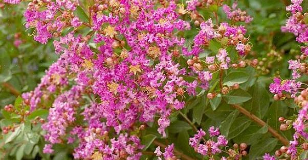 Der søger buske med lyserøde blomster