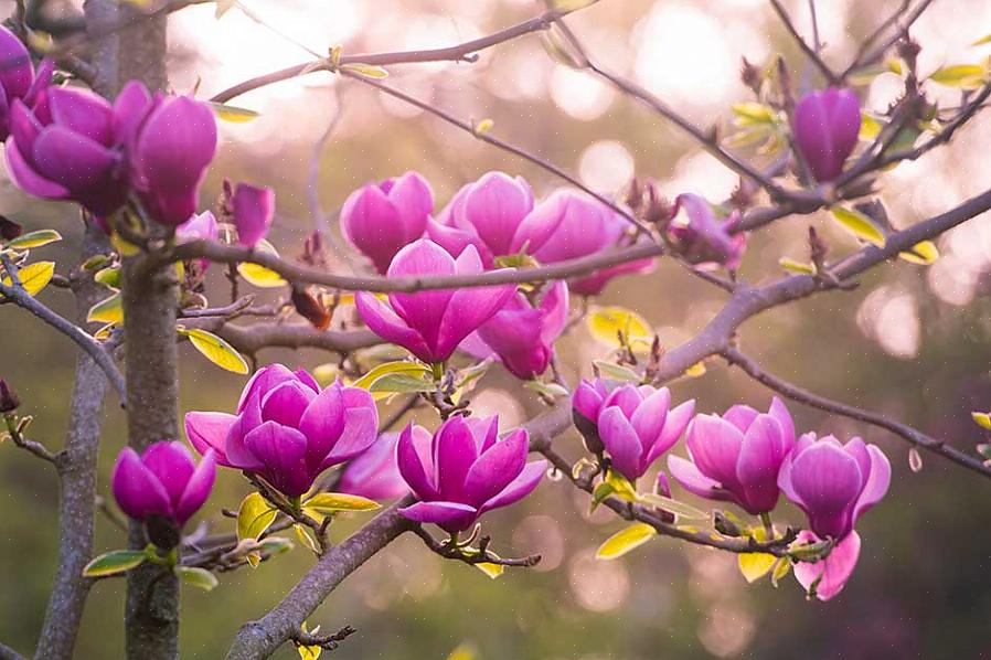 Under en svær vindstorm (eller snestorm eller isstorm) falder en kæmpe fyrretræ på dit Jane magnolia-træ