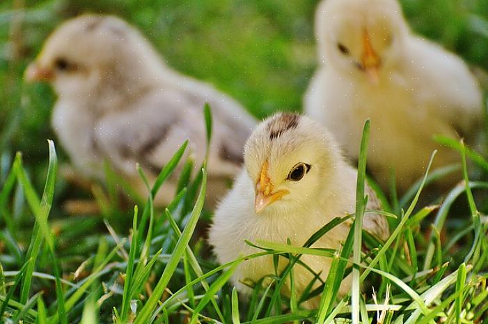 Ideal Poultry er i erhvervslivet siden 1937