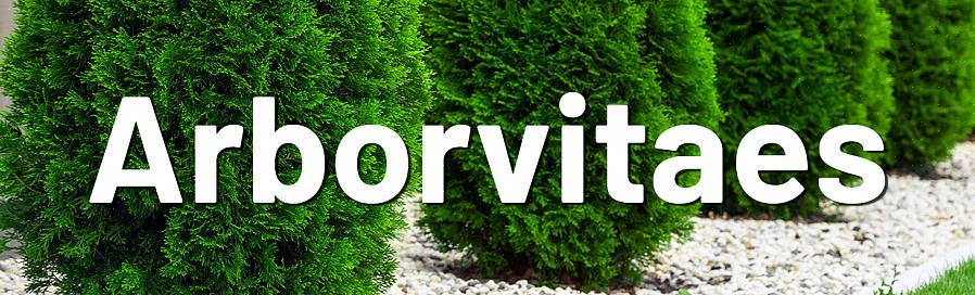 Den bedste tid til beskæring af arborvitae buske er generelt sen vinter eller tidligt forår