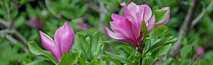 Selvfølgelig har andre typer magnoliatræer også frøbælg